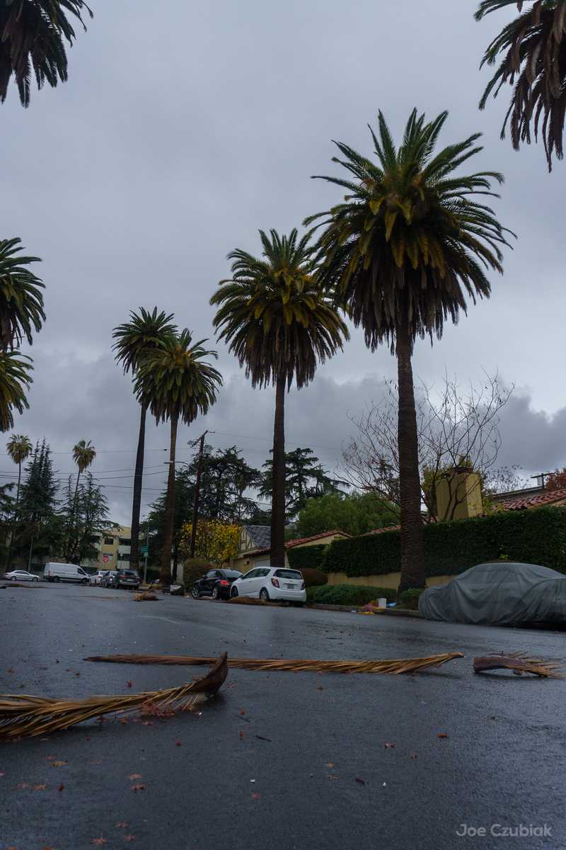 Fallen palm fronds on street in Los Feliz